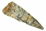 Fossil Pterosaur (Siroccopteryx) Tooth - Morocco #248923-1